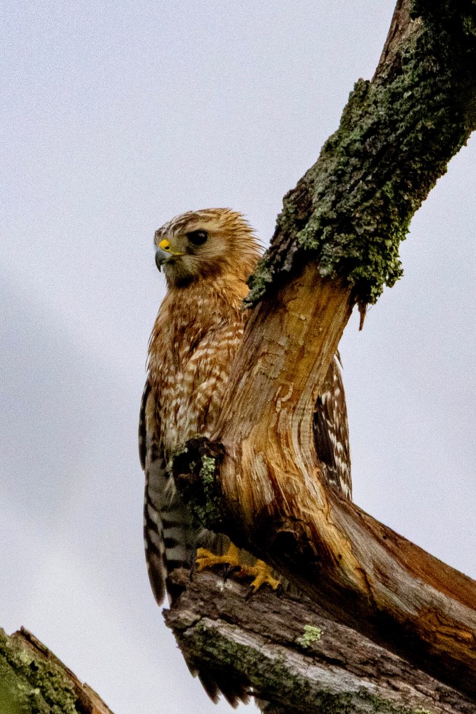 Red shouldered hawk sitting atop a tree, its yellow talons clinging to the wood. The bird looks slightly downward to its right.