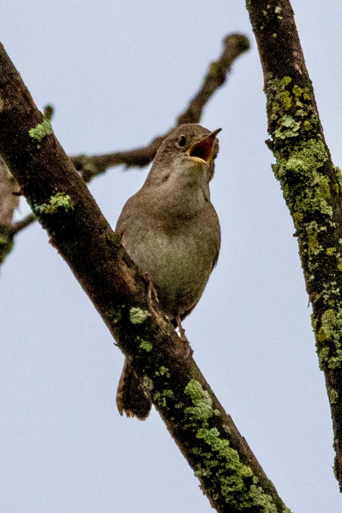 Northern house wren perched on a tree branch opens its beak wide to sing.
