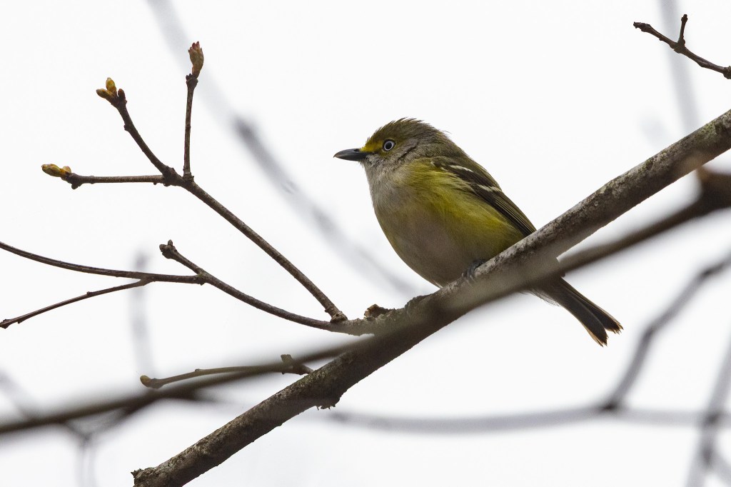 White-eyed vireo sits on a tree bfranch. The bird has a yellowish head and body with olive wings and two white wingbars. A white circle surrounds it eye.