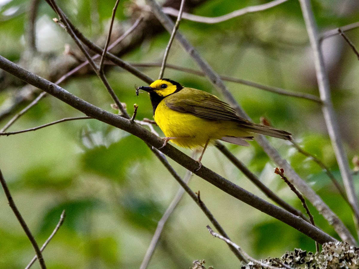A three-lifer day in the Pine&nbsp;Barrens