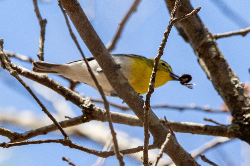 Yellow-throated vireo shot from underneath. It has a winged bug in its beak. The bird has a yellow throat and a white lower body, with olive wings and an olive head with a yellow line above the eye.