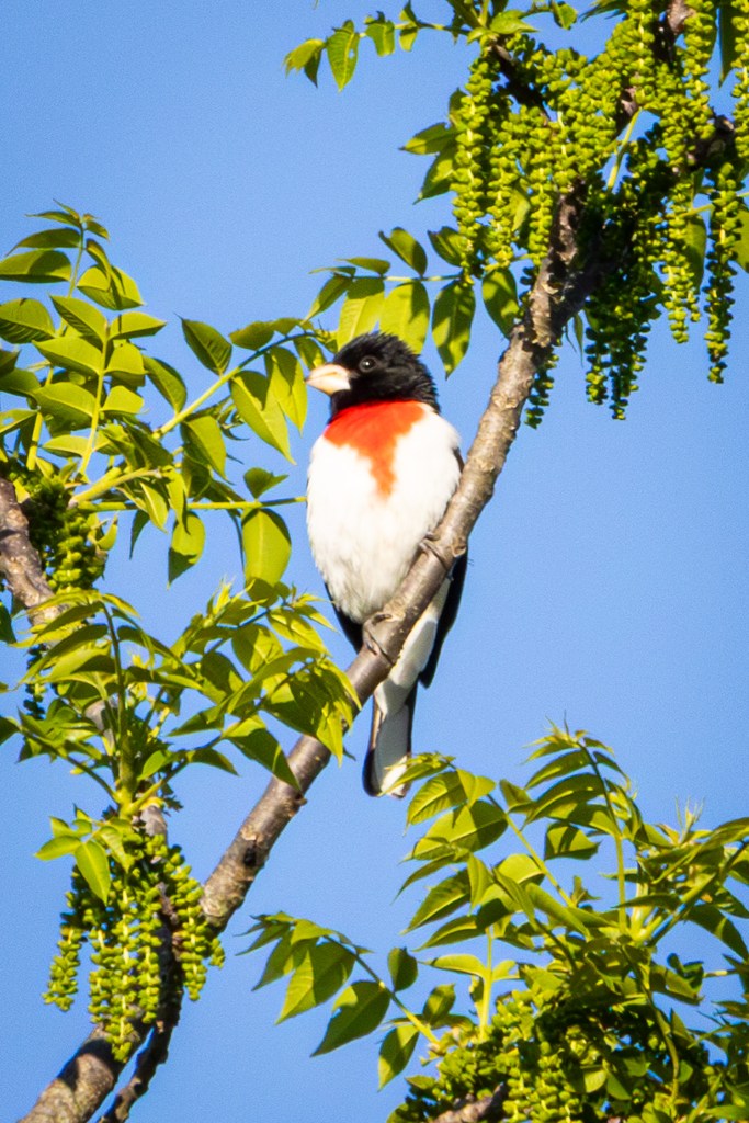 Rose-breasted grosbeak perched o a high tree branch. The bird has a brilliant red chest splotch on a white body with a black head and ivoy beak.
