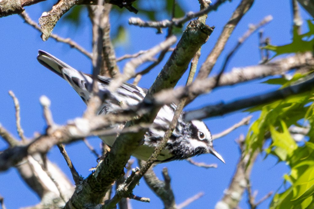 Black-and-white warbler perched and leaning downward in a tree. 