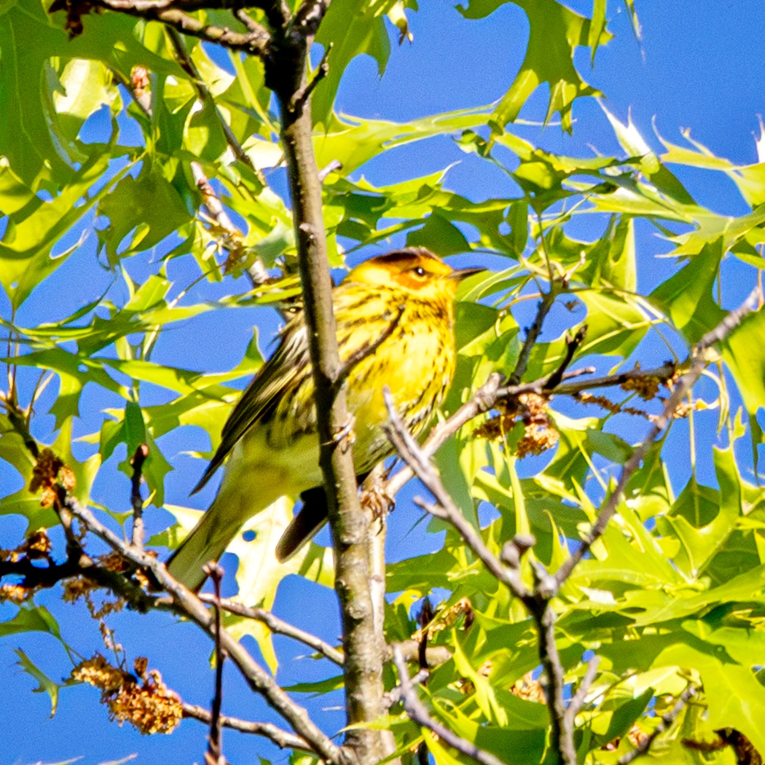 Cape May warbler perched among green tree leaves. The bird is mostly yellow with brown streaking and an orange spot ringing its eye, mostly below.