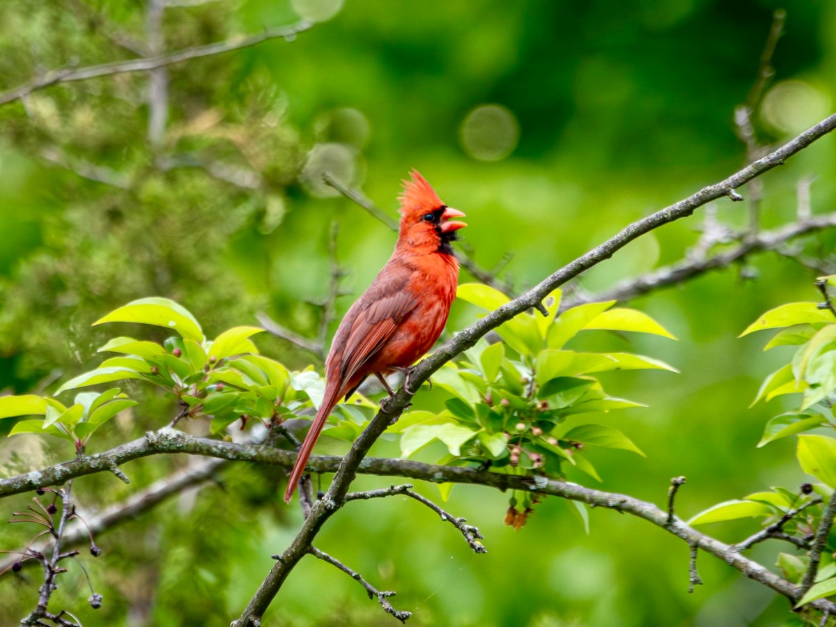 The eternal beauty of the Northern&nbsp;cardinal