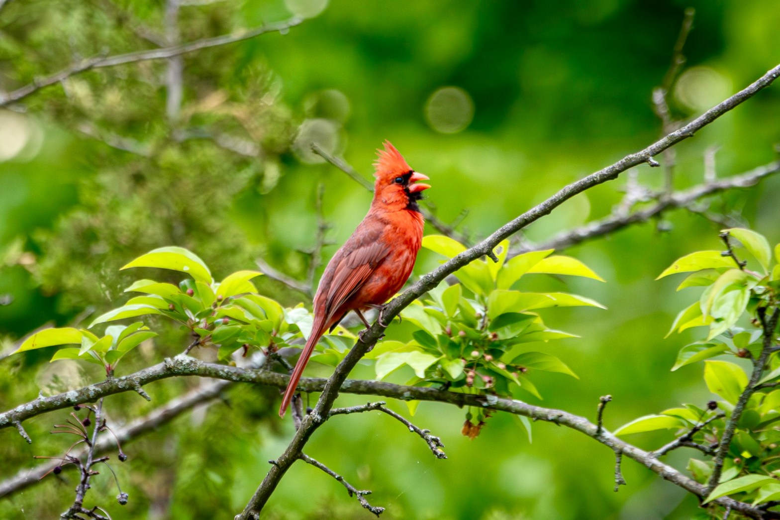Northern cardinal, beak open, sings from a bare tree branch surrounded by lush green-leaved branches.