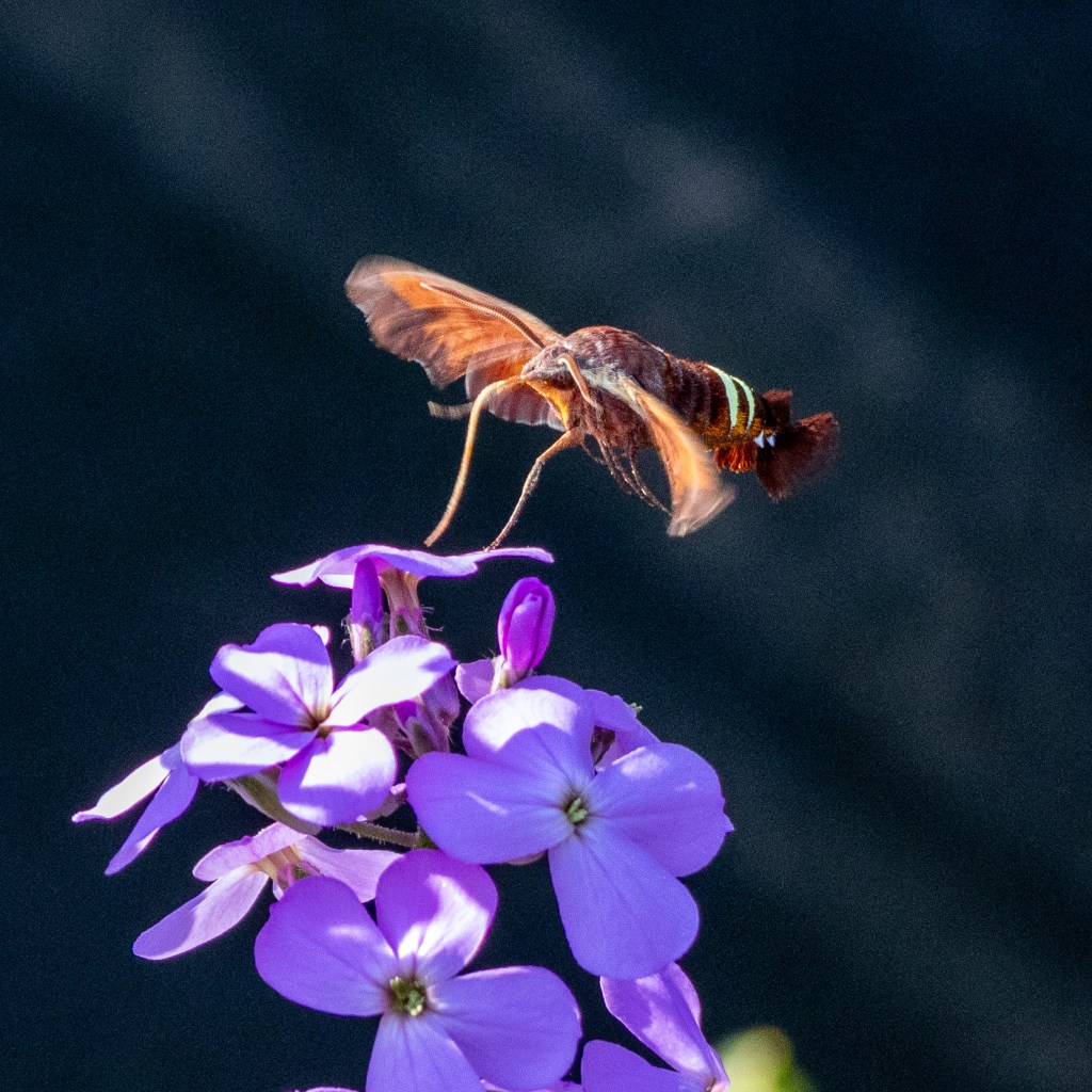 The Nessus sphinx moth gets set to land on a lavender colored flowering plant.
