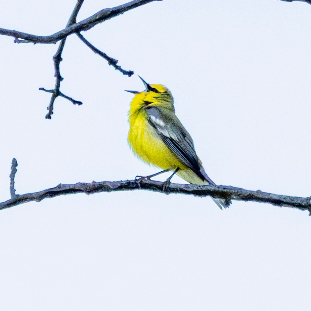 Blue-winged warbler raises its head in song. The bird is mostly yellow, with a bluish-gray wing showing and indistinct white wingbars.