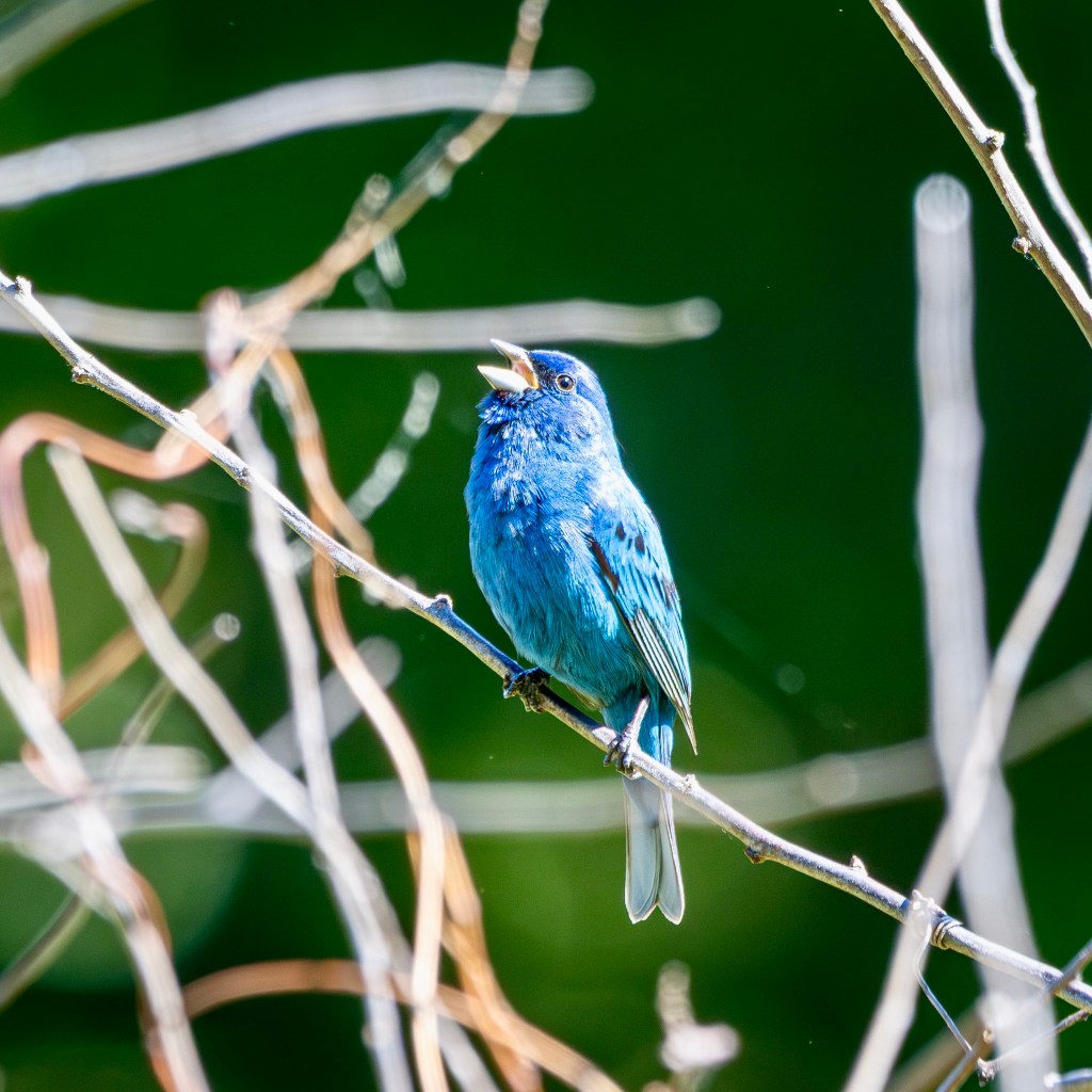 An indigo bunting opens its beak in song as the bird perches on a light-colored tree branch.