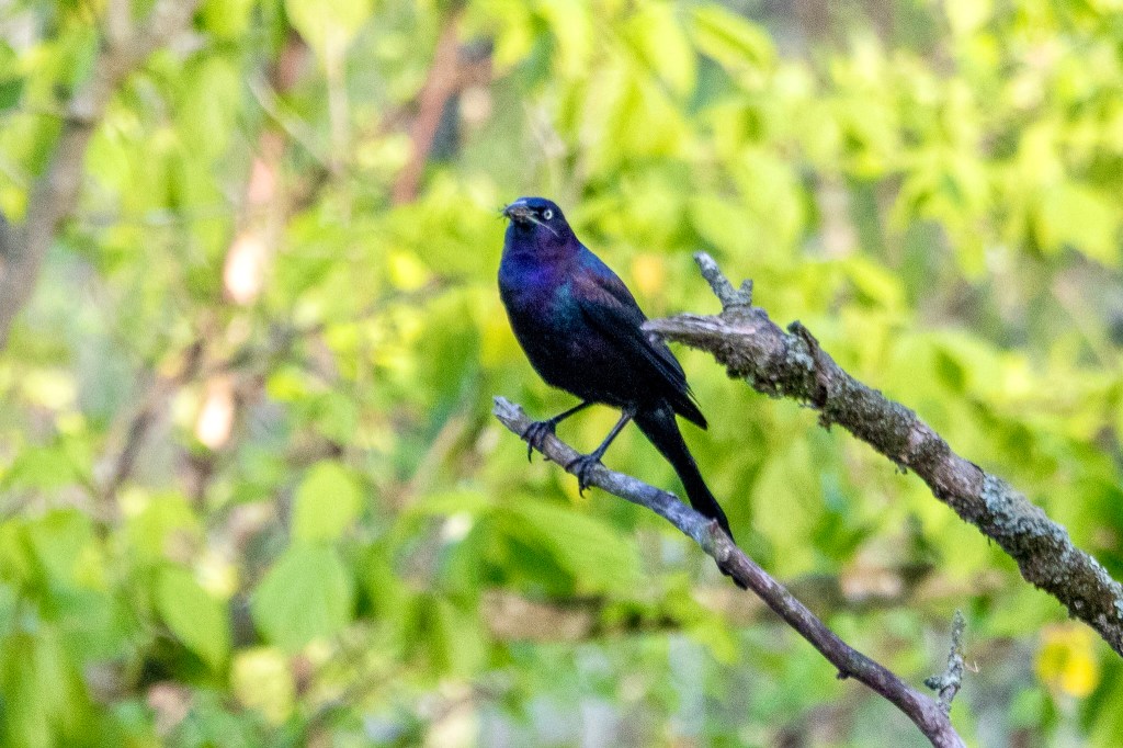 Against a backdrop of green leaves, a common grackle perches on a bare tree branch while crunching an insect in its beak.