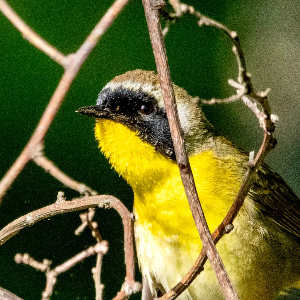 Common yellowthroat closeup of the upper half of the bird perched behind a few narrow tree branches.
