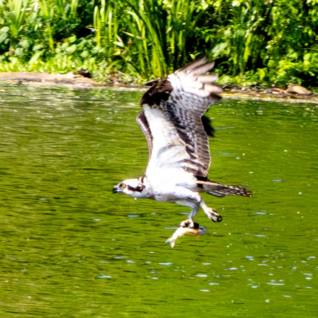 An osprey flies above greenish-looking water with a small fish clutched in its talons.