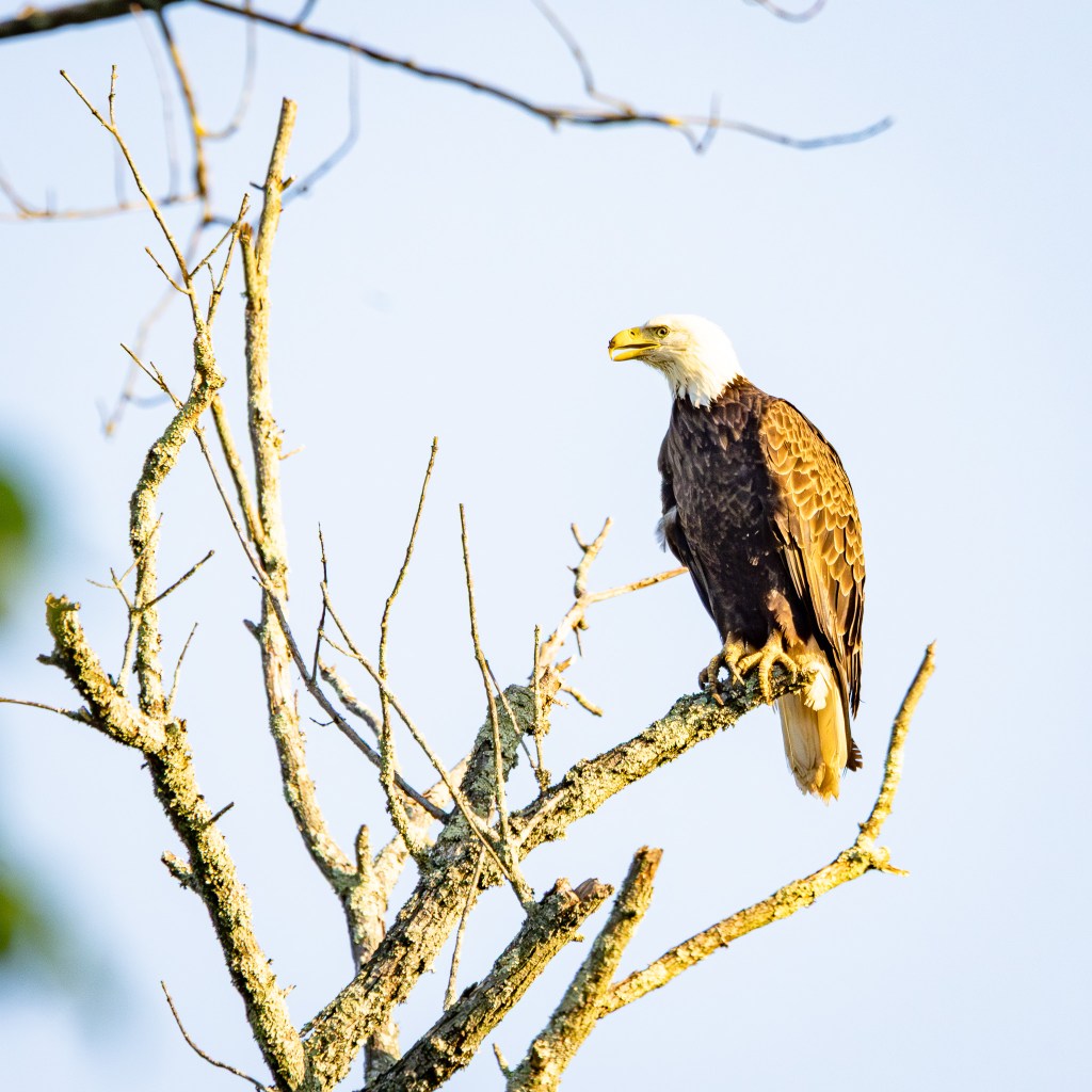 Mature bald eagle sits on the branch of a bare tree, its beak slightly open.