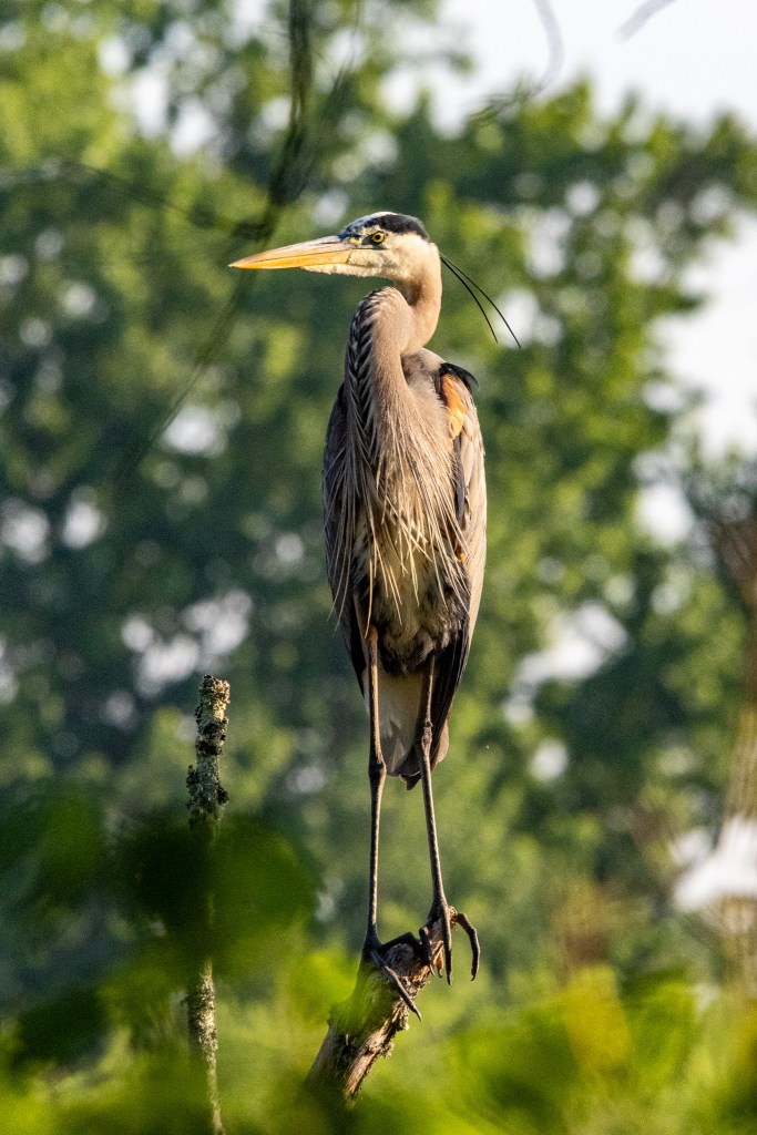 Great blue heron standing tall and looking to its right on a bare tree branch.
