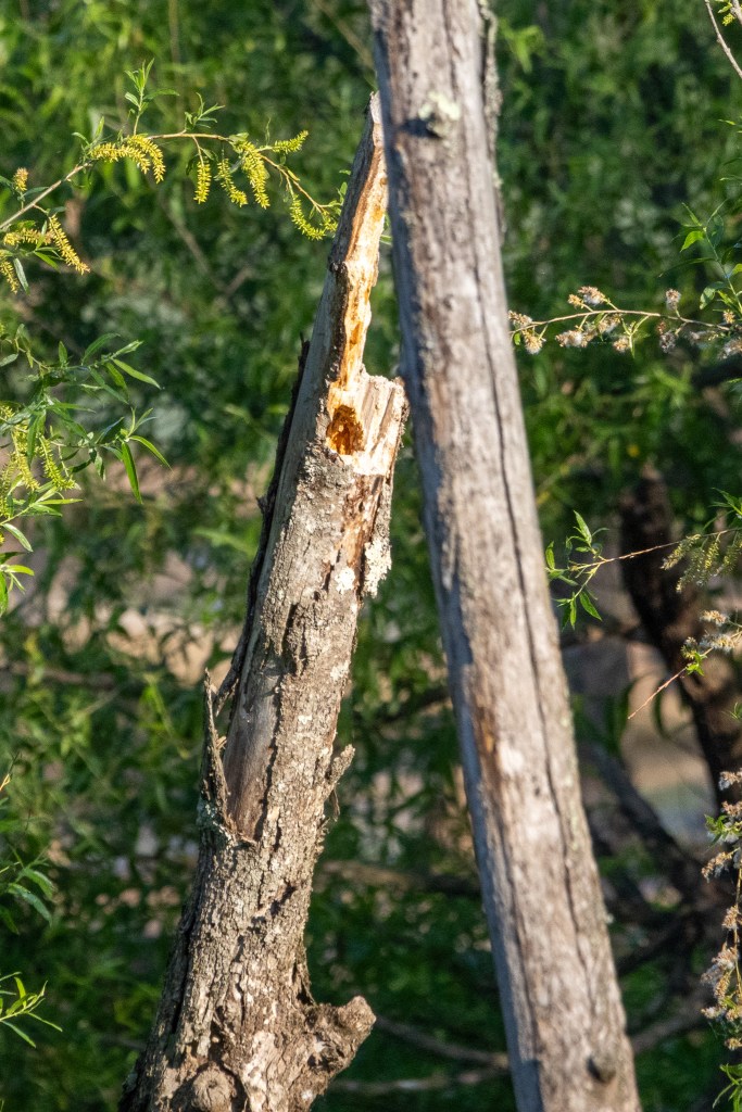 A snag tree with a cavity at its top stands next to a taller snag to the right. 