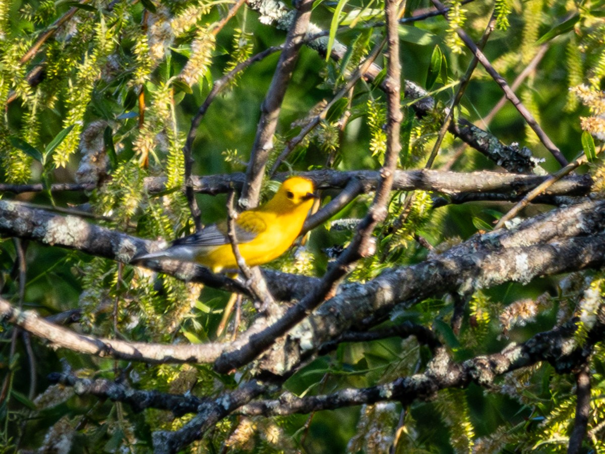 Spotting the prothonotary warbler and its&nbsp;nest
