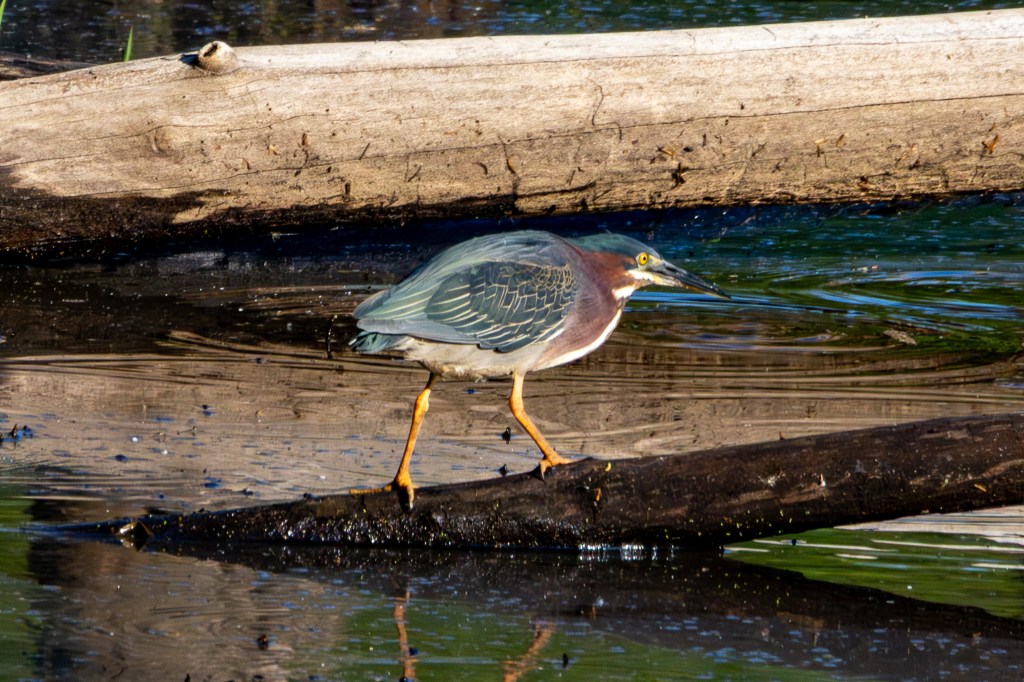 Green heron perched on a fallen log in the swamp. The bird's legs and feet are yellow, as are its eyes.