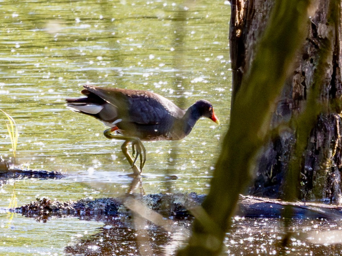 Which way to go? Follow the rare&nbsp;bird