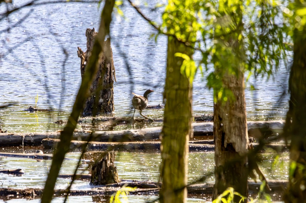 Common gallinule, turned away from the camera, wades along a fallen log in a swamp.