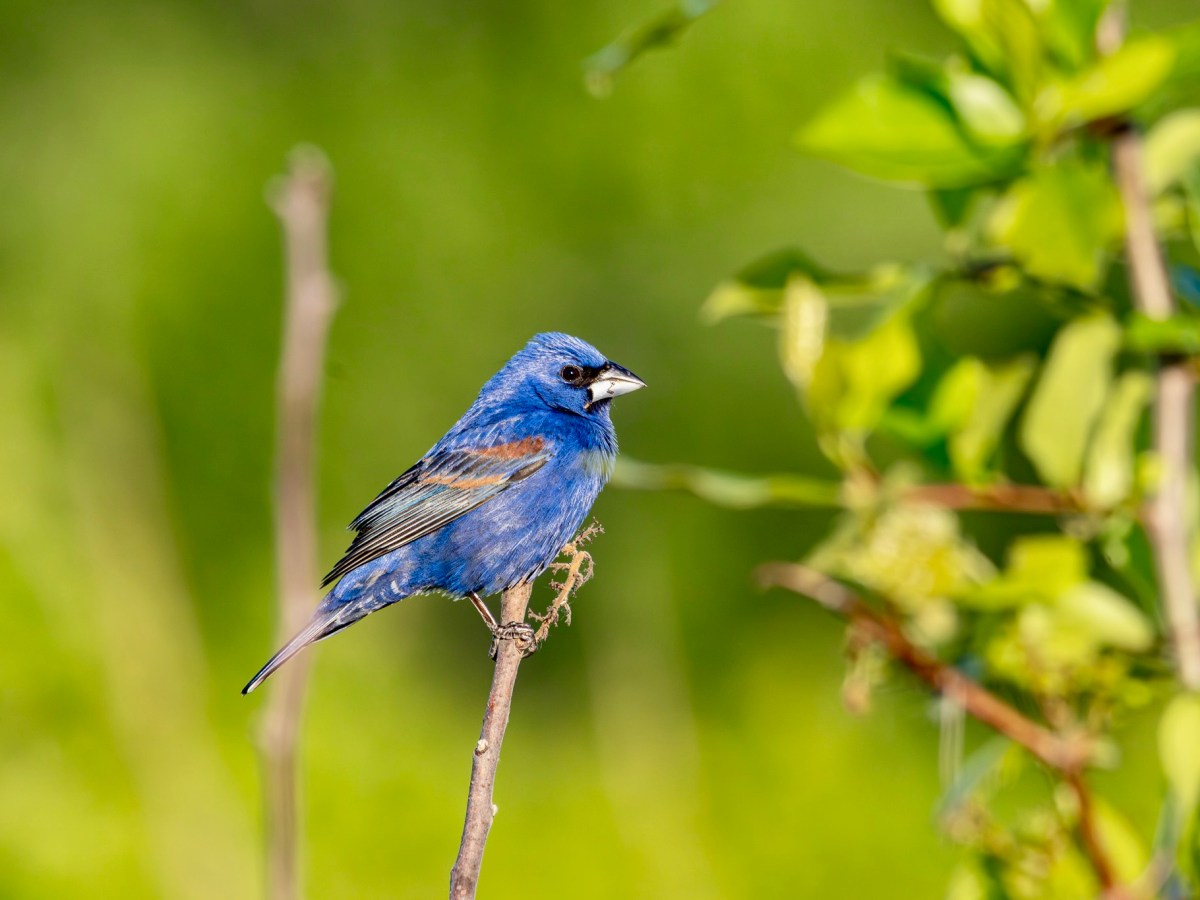 A blue grosbeak, full&nbsp;frame