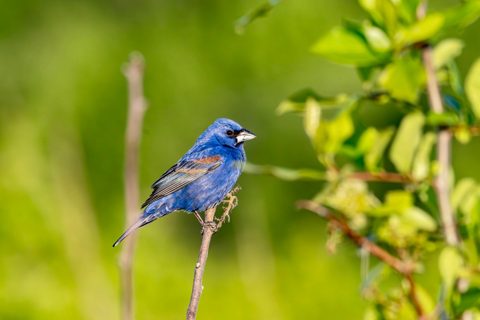 Blue grosbeak perched on a stalk surrounded with green -- leaves to the right, grasses behind. The bird is blue with a silver beak. It has two rust-colored bars on its black wing.