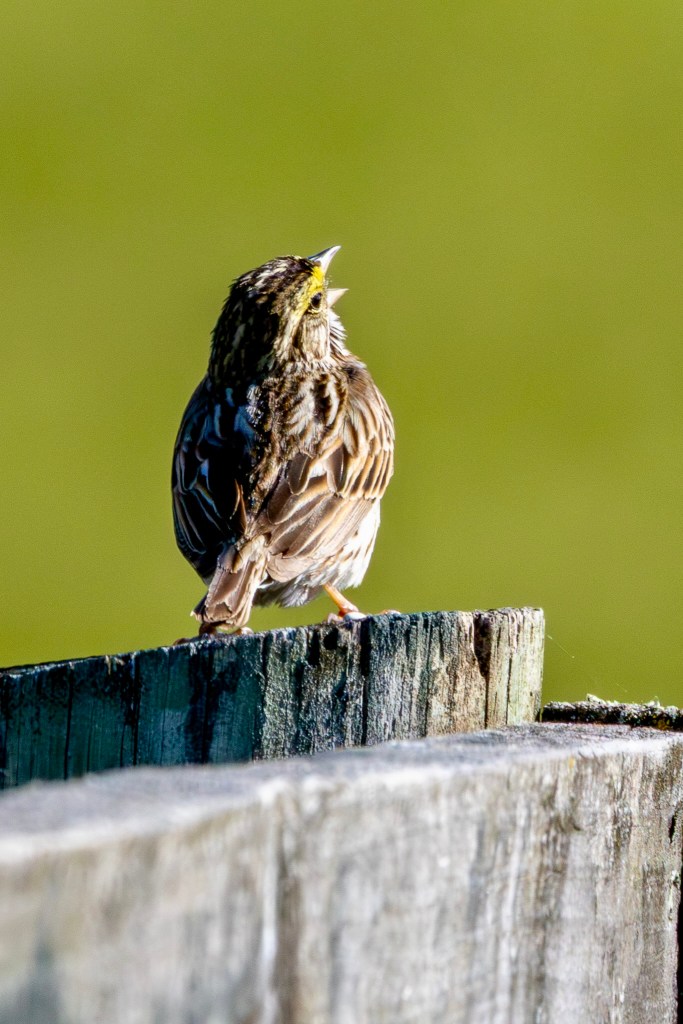 Savannah sparrow on a wooden fence post, tilting its head back and opening its beak wide to sing.