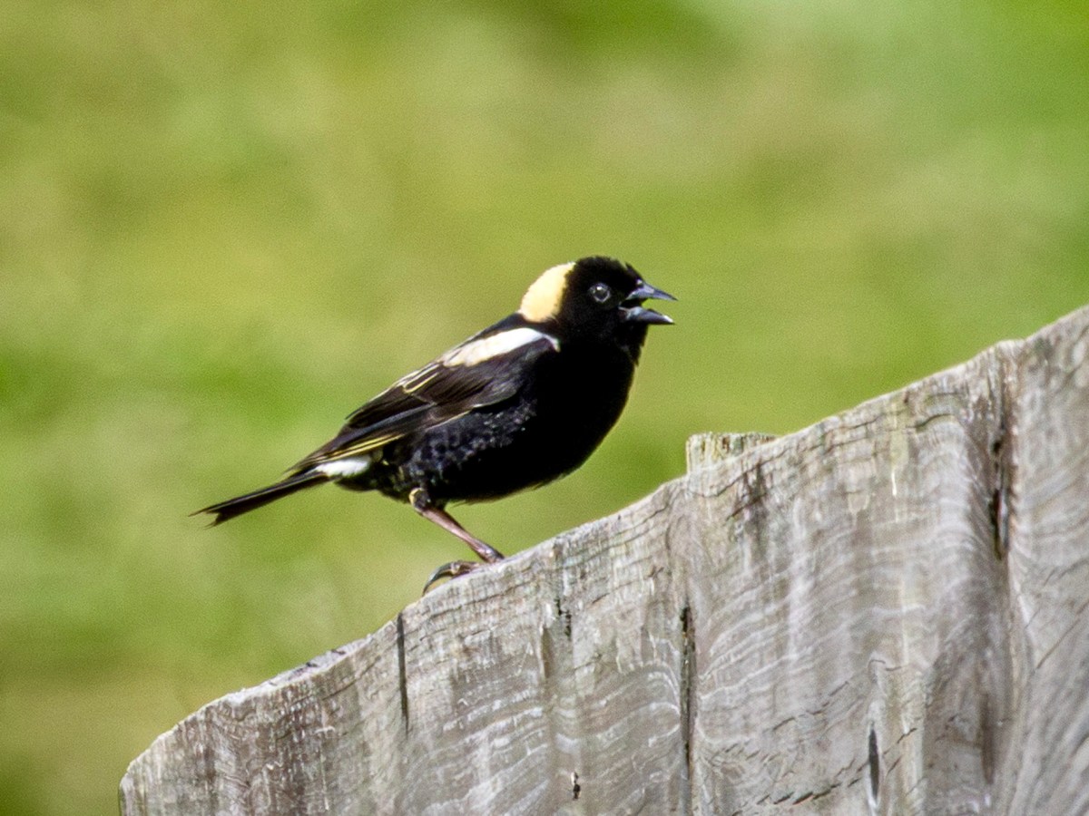 Chasing bobolinks and wrapping up a record&nbsp;month