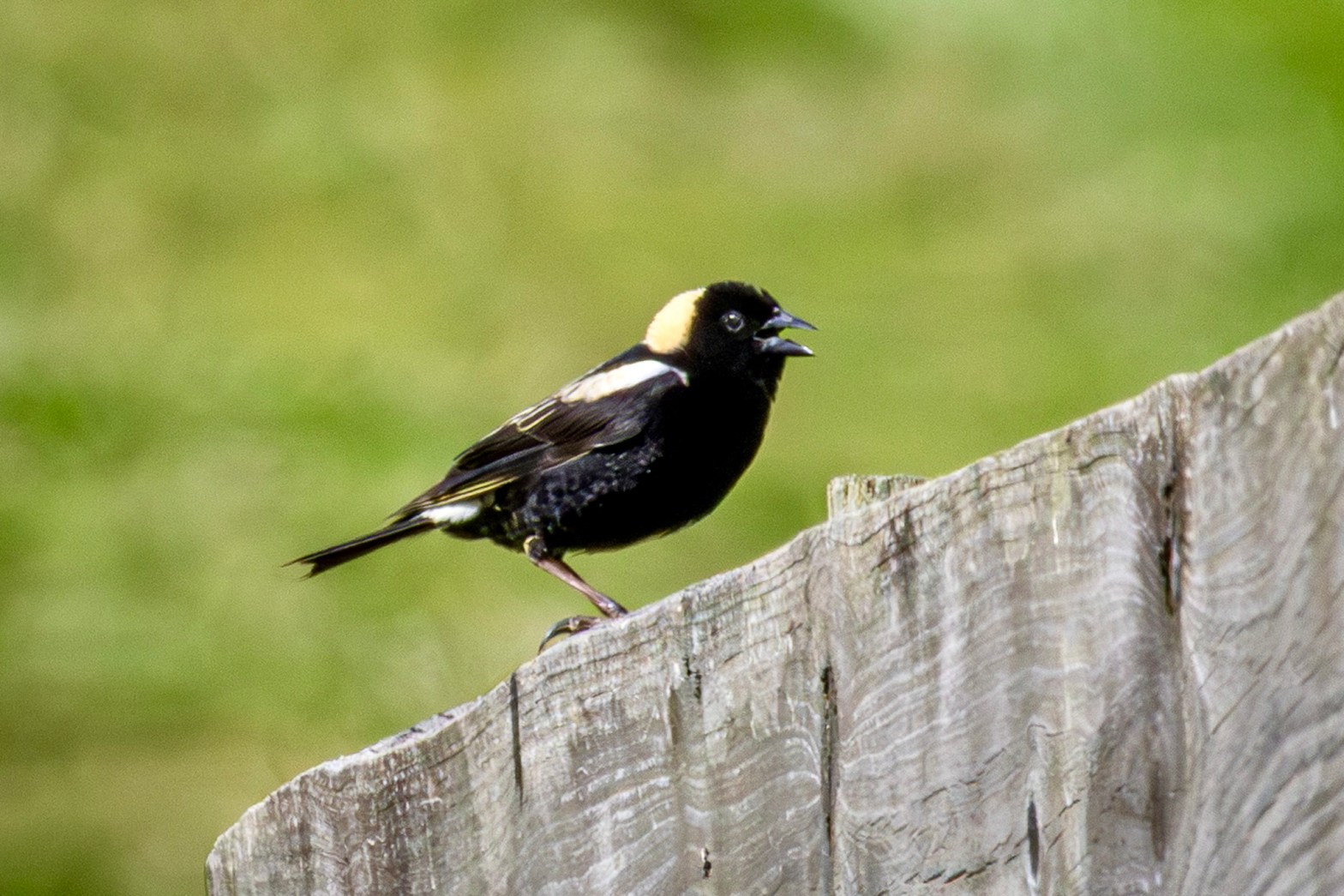 Bobolink perched atop a gray wood fence, with green grasses behind it.
