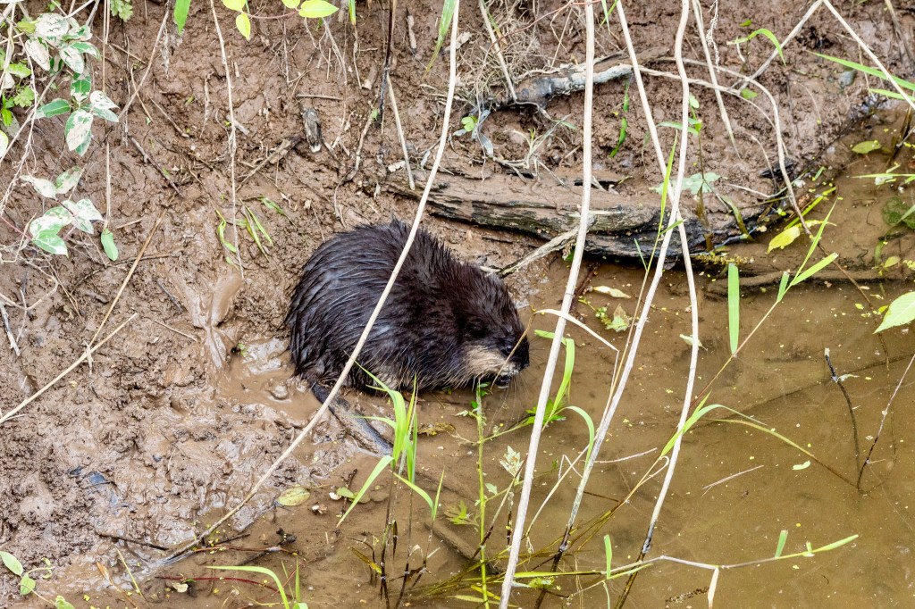 Muskrate standing in the muddy bank along the brook.
