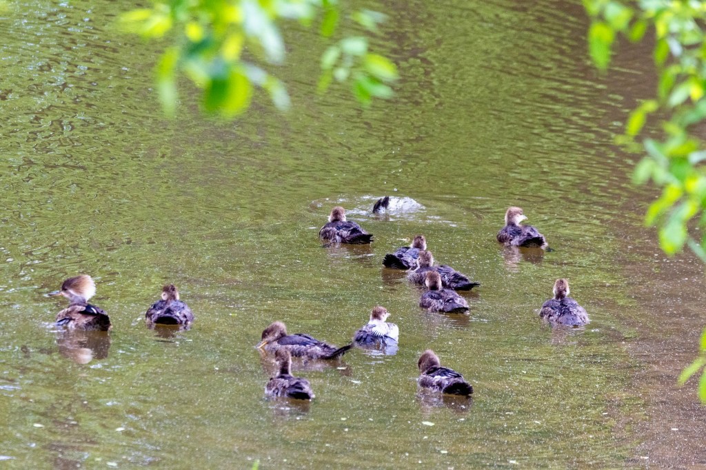 Mother hooded merganser and her 12 chicks float in the brook.