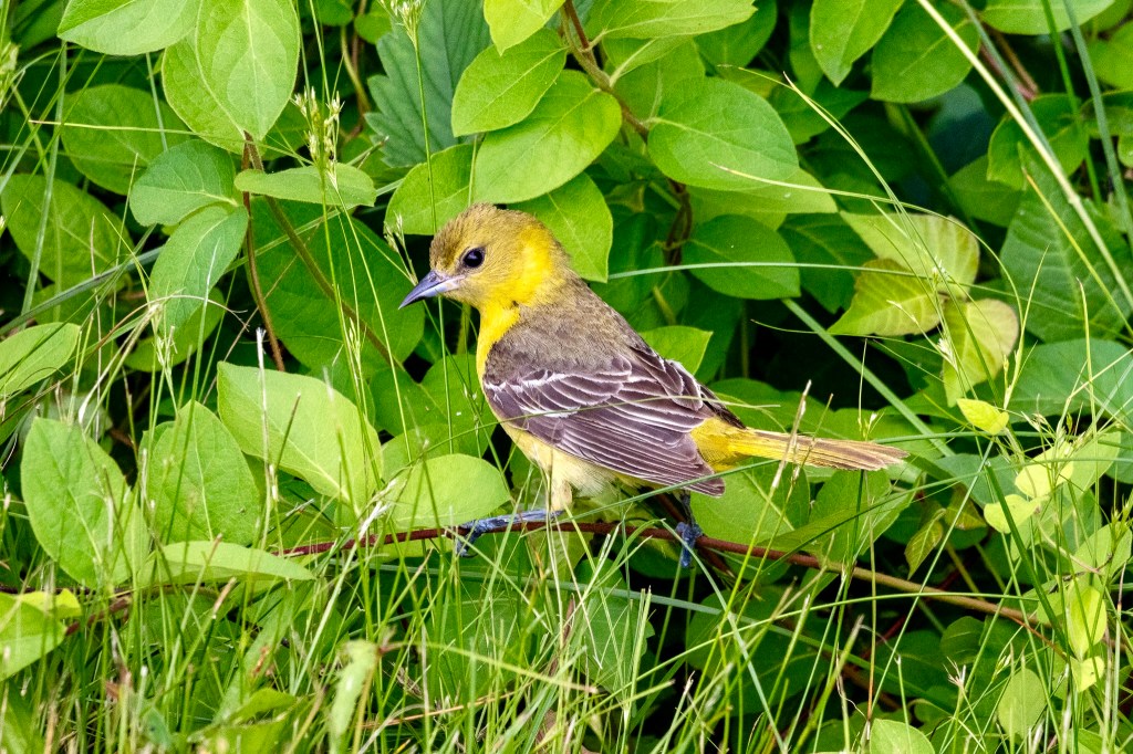 Female orchard oriole -- yellow head, lower body and tail -- with white-streaked black wings and a gray patch partway down her back.