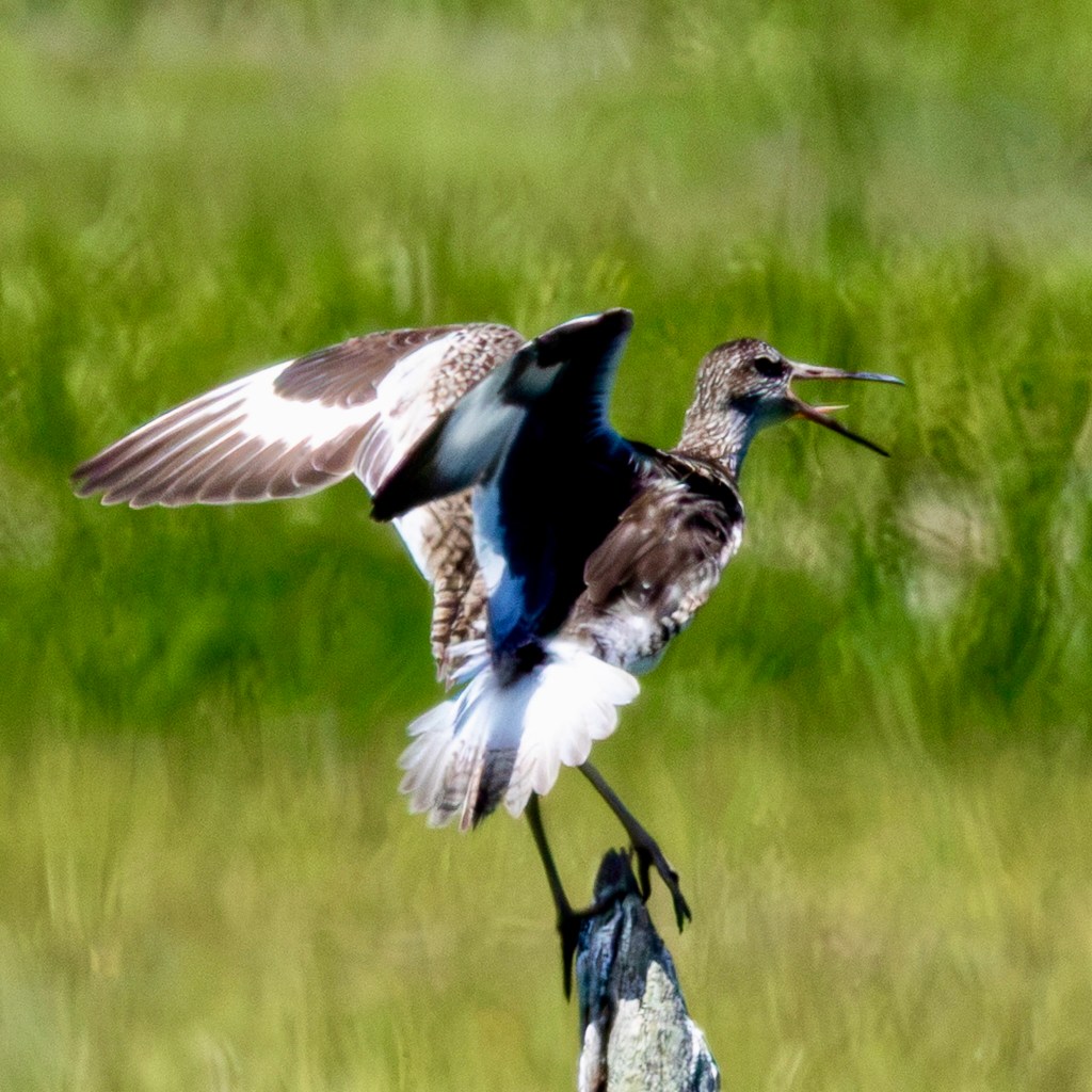 A willet, with wings spread, lets out a cry as it lands on a wooden post or tree snag in the grassy expanse