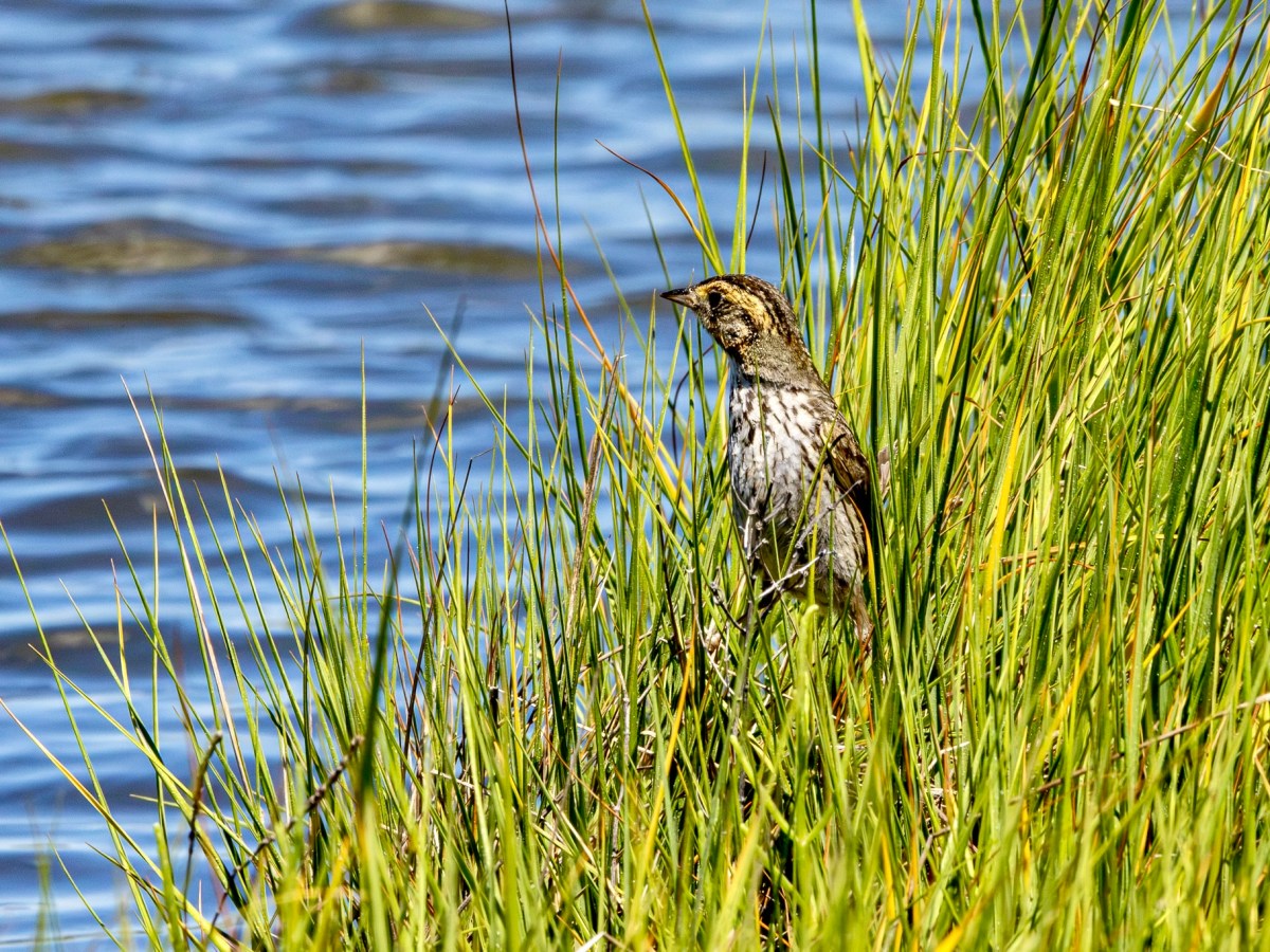 A five-lifer day down the Jersey&nbsp;shore