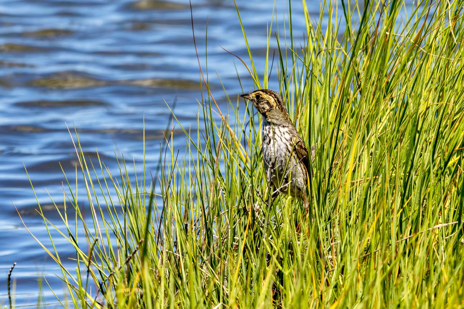 A saltmarsh sparrow sits in a tuft of grass beside one of the tidal pools just off Great Bay Boulevard.