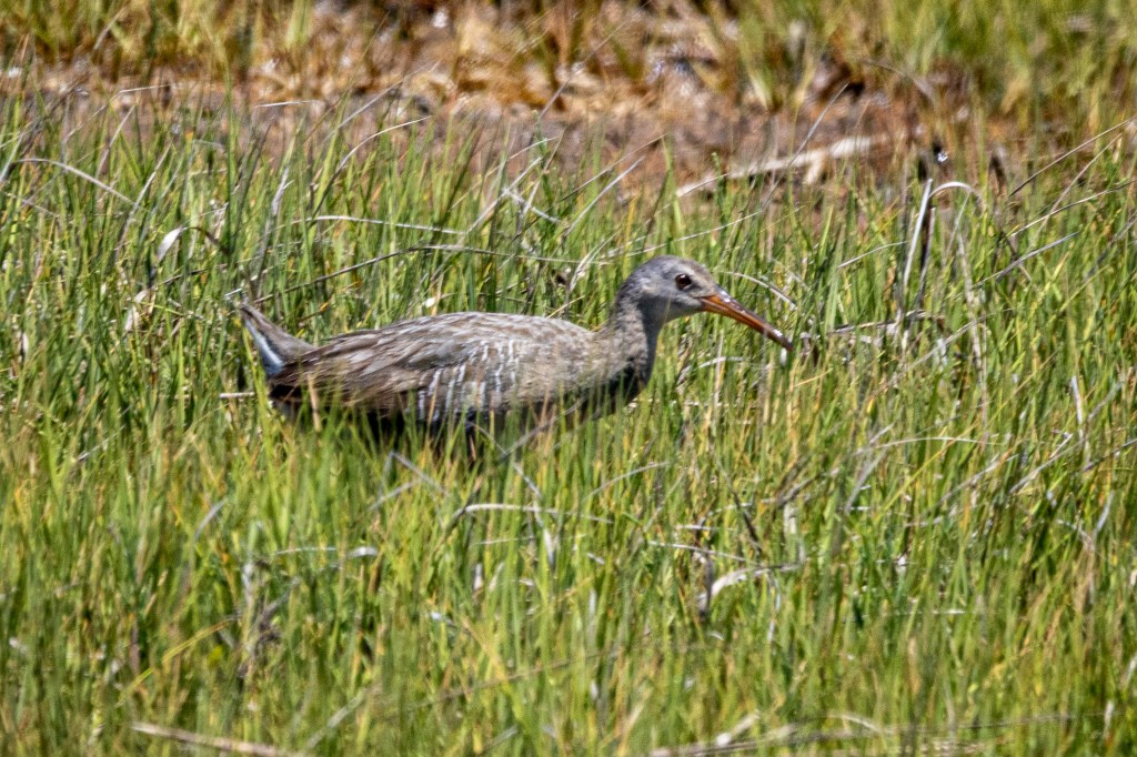 A clapper rail, a drab gray and brown bird with a long dark orange bill, walks through grasses.