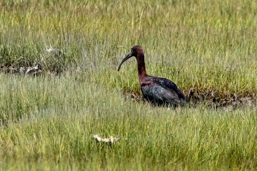 A glossy ibis prowls in a path through grasses. The bird has a downward curving black beak, a brown head and neck and a brown body.