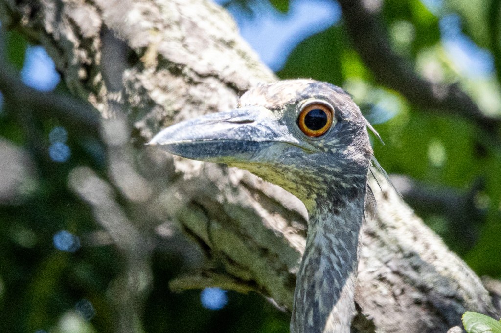 Headshot of immature yellow-crowned night heron, with a black beak and an eye with a black center and an orange ring around it.