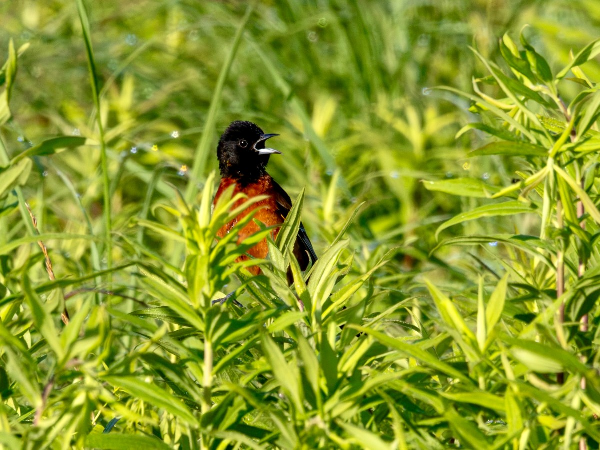 Has the summer slowdown begun at the Pole&nbsp;Farm?