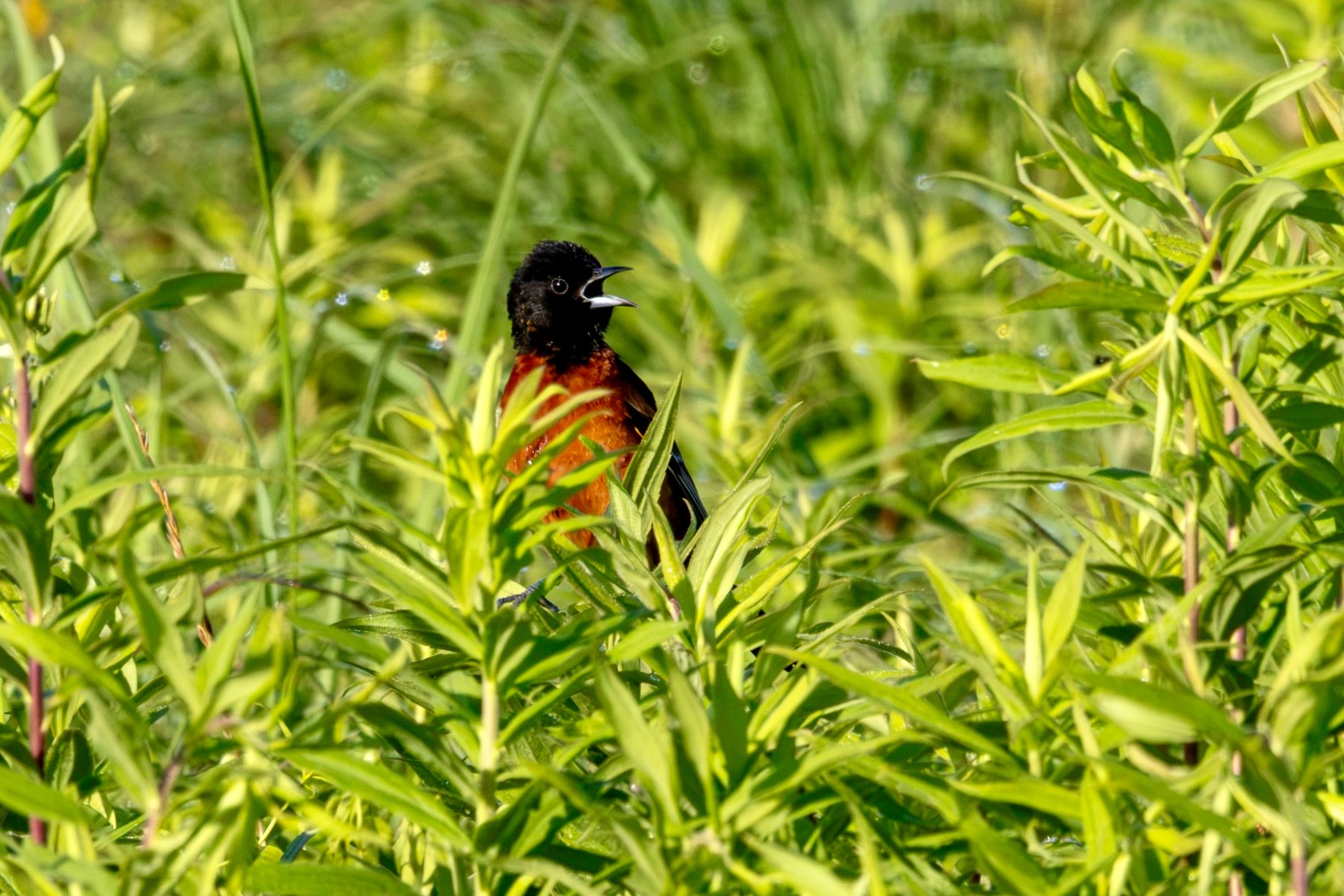 An orchard oriole calls from tall green plants. Its head iand wings are black, its breast a deep shade of orange, and its beak is mostly black on top and silver on the bottom.