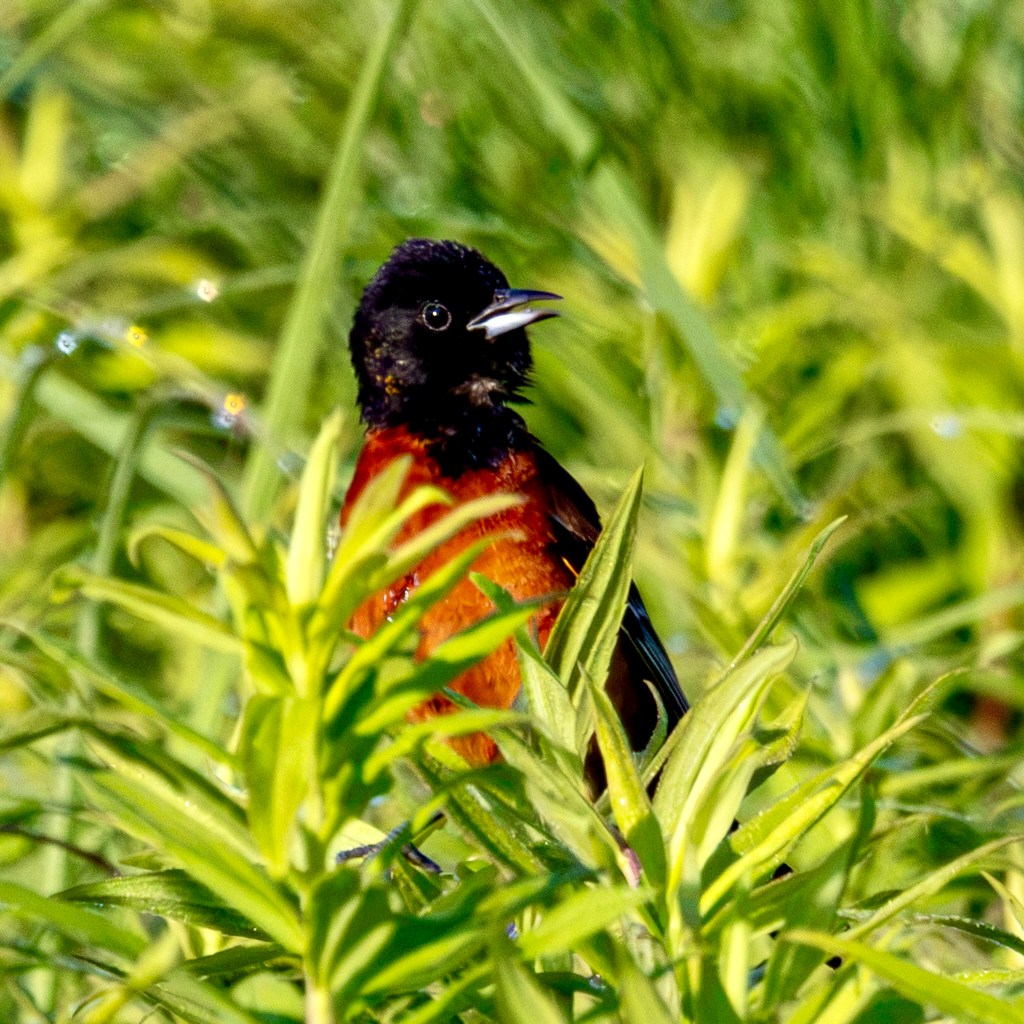 A male orchard oriiole -- with black head, deep orange breast and black wings -- opens its beak while perched in green-leafed plants. The upper beak is black and the lower beak mostly silver.