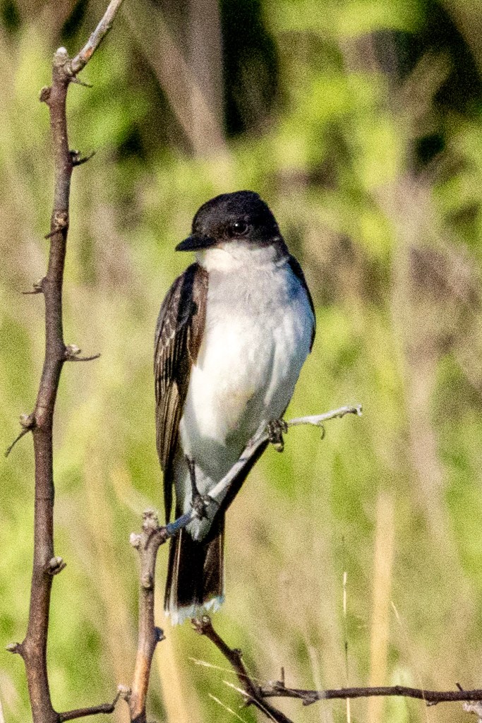 An Eastern kingbird clings to a slender gray tree branch. The bird has a white neck and breast but is otherwise black, save for the white tips on its tail feathers.