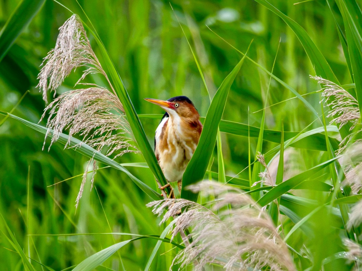 Least bitterns cause a stir at Rosedale Park in&nbsp;Pennington