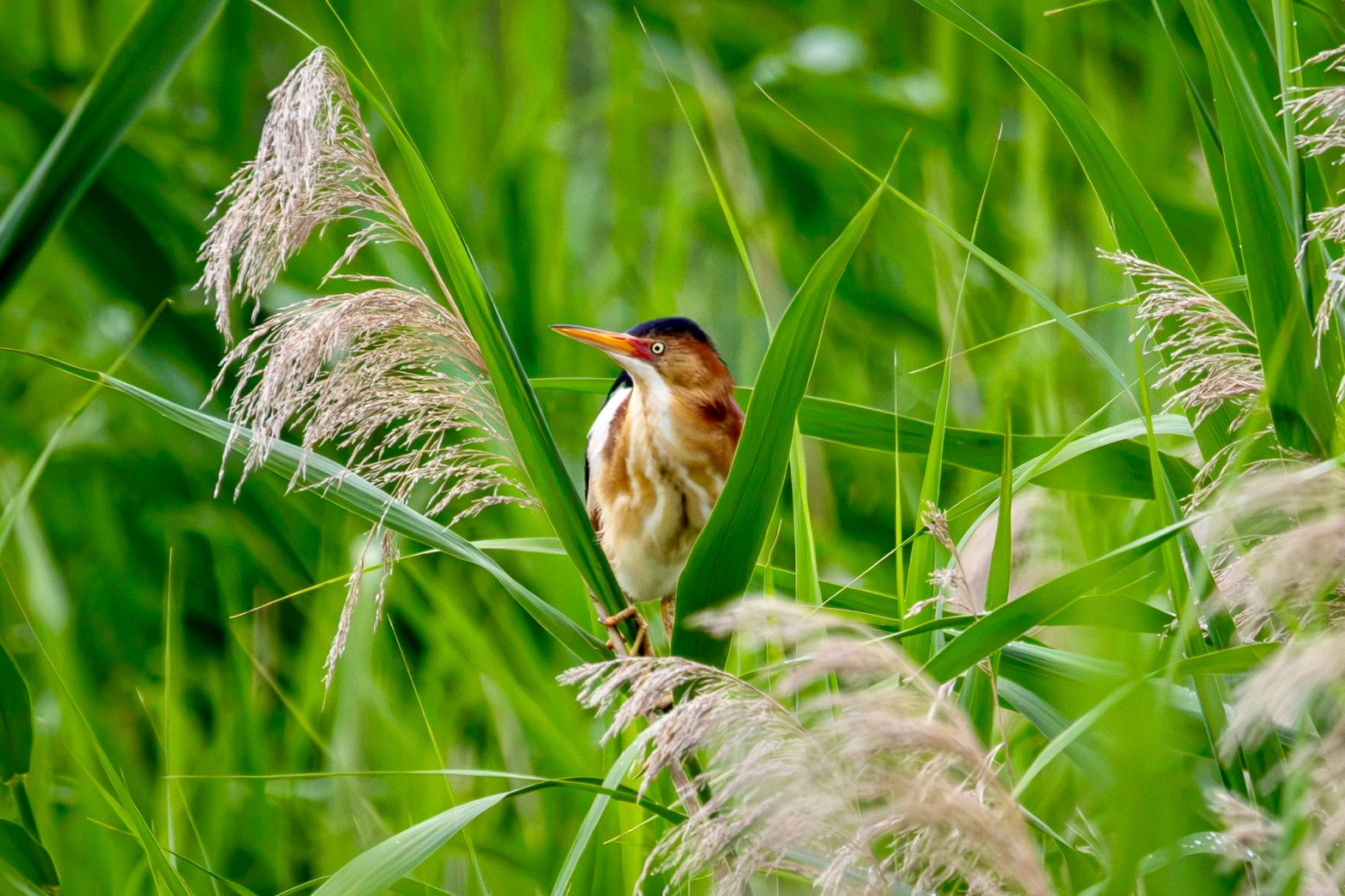 A male least bittern looks to its right as it sits on a green stalk.