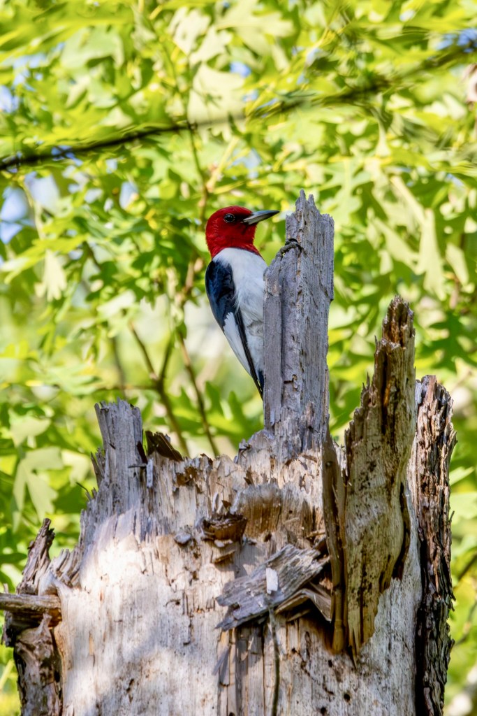 A red-headed woodpecker perches at the top of a bare, dead tree.