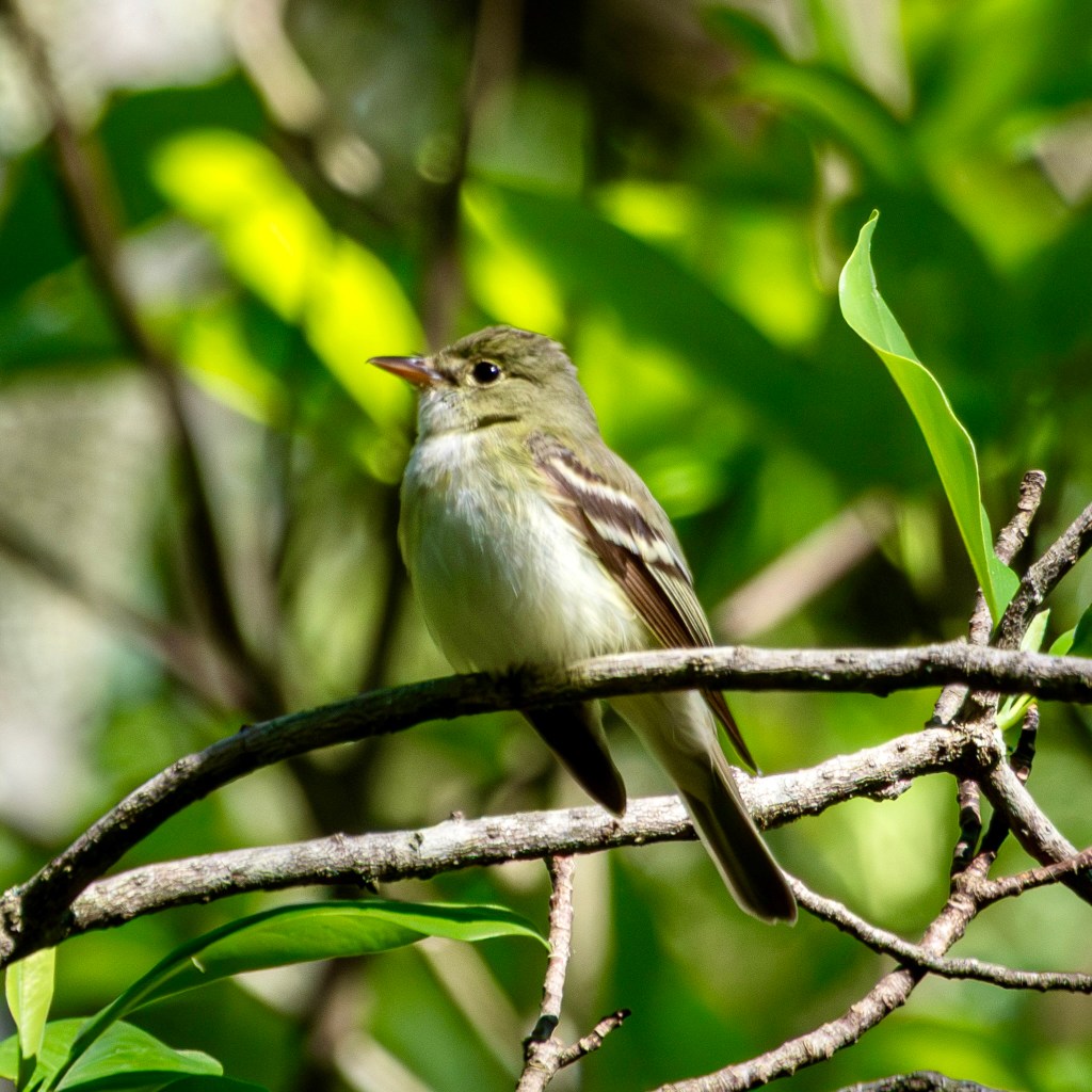 An Acadian flycatcher sits on a tree branch. The bird has a yellow-tinted white breast with an olive green back and head. The bird has two white wing bars.