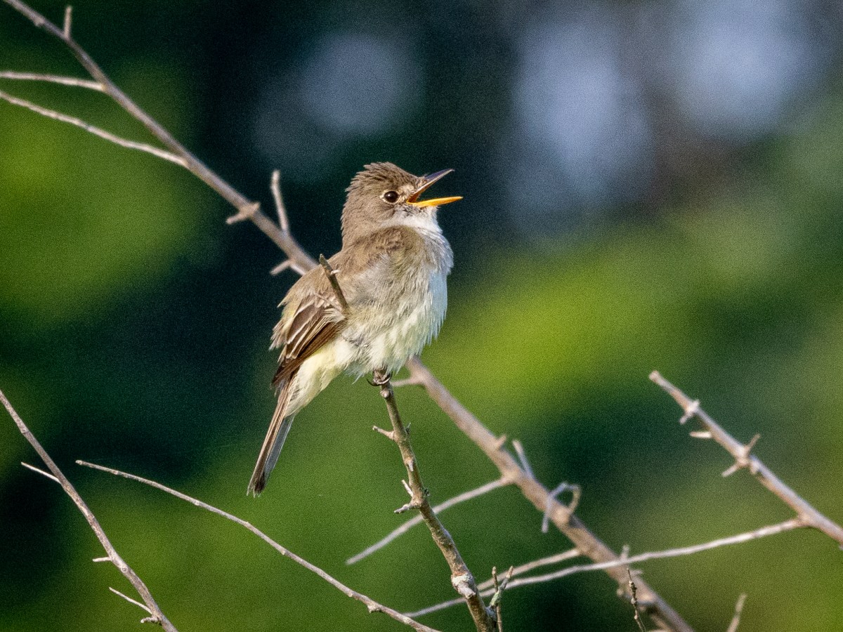Birds make me smile;  do they smile&nbsp;back?