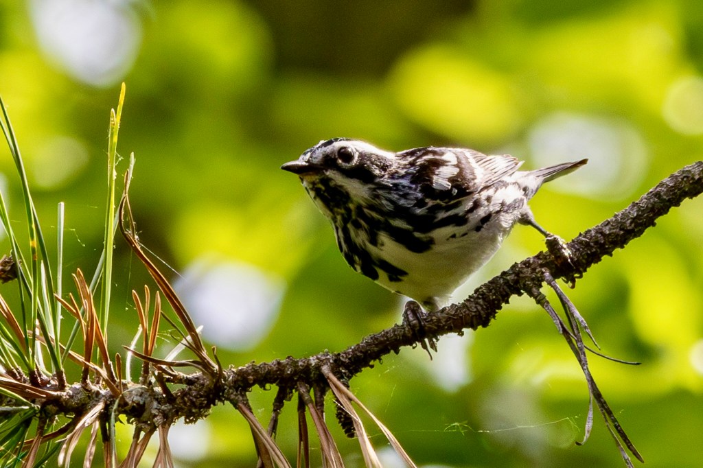 Black-and-white warbler on a pine tree branch, with pine needles to the left. The bird has, as its name notes, a black and white body. The belly is white, and the wings and head are black with white spots and stripes.
