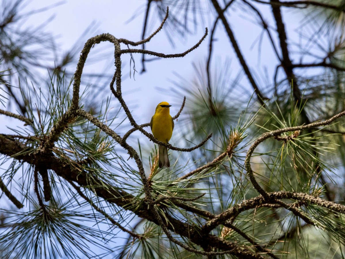 Another trip to the pines: warblers, lizards and a&nbsp;snake