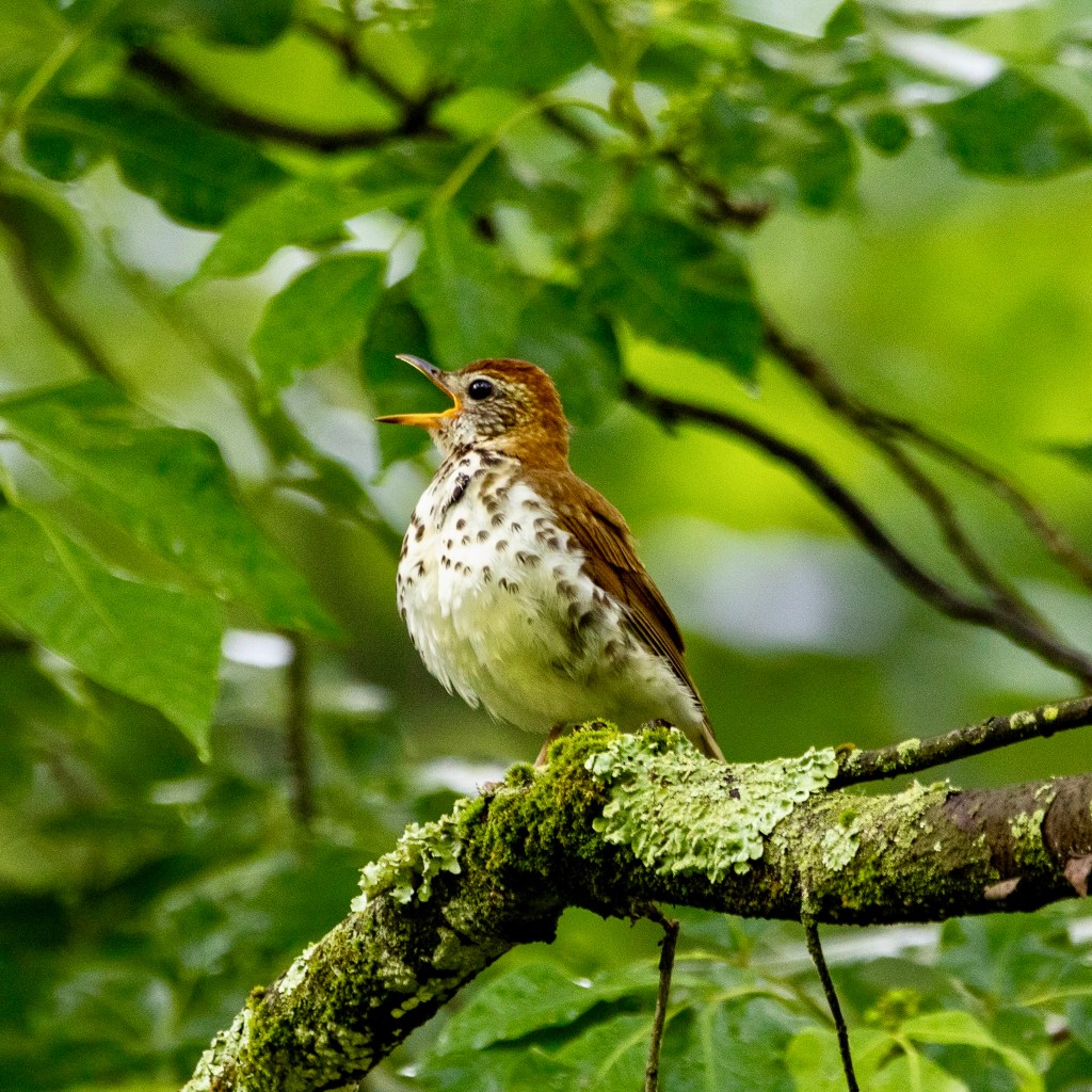 Wood thrush on a tree branch, singing with its beak open.