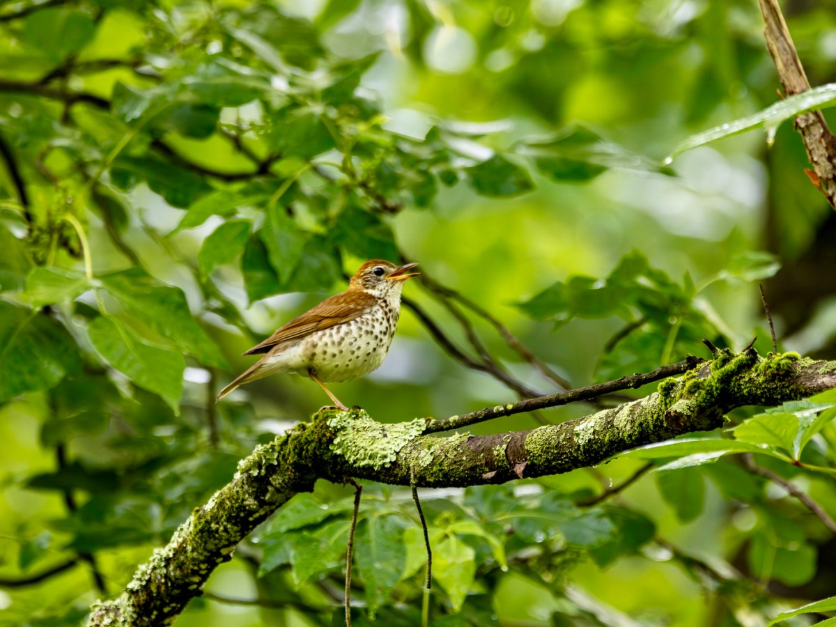 Capturing a wood thrush in two&nbsp;media
